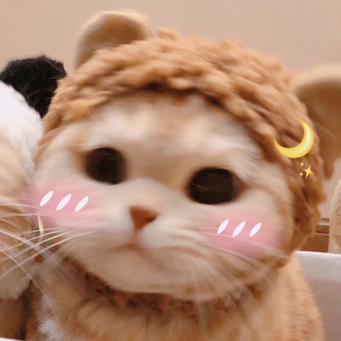 小猫头像