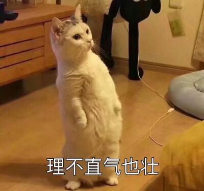 小猫头像