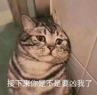 小猫头像