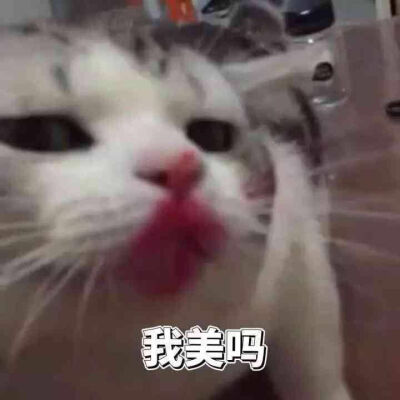 小猫头像