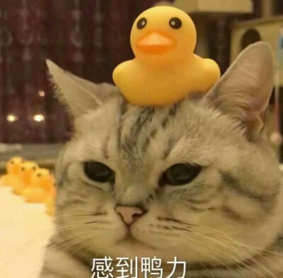 小猫头像