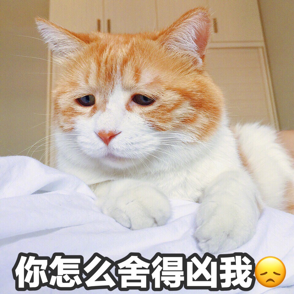 沮丧表情包 橘猫图片