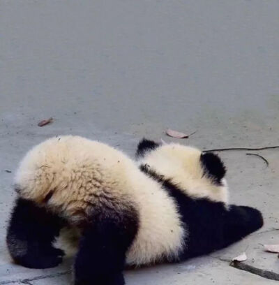 小动物来袭。
