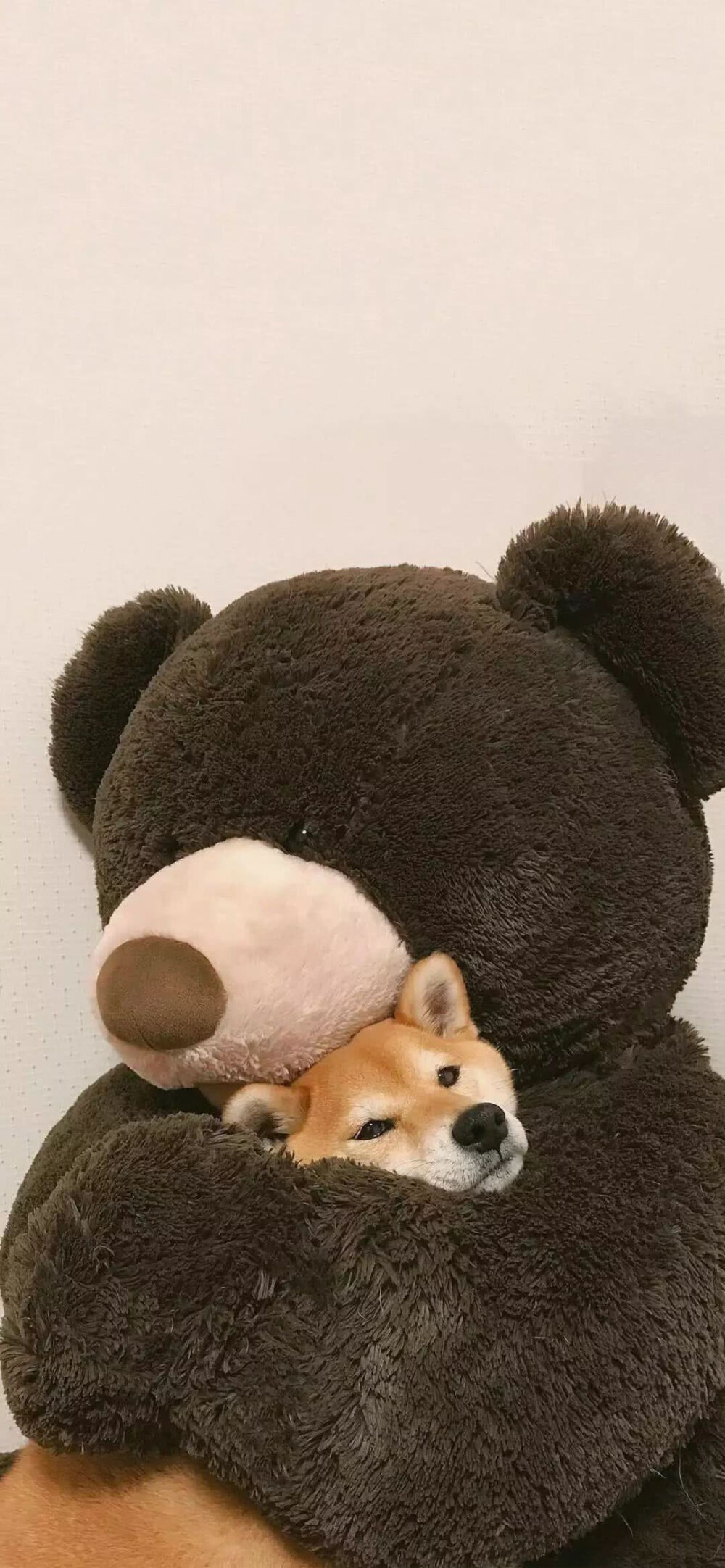 小动物来袭。