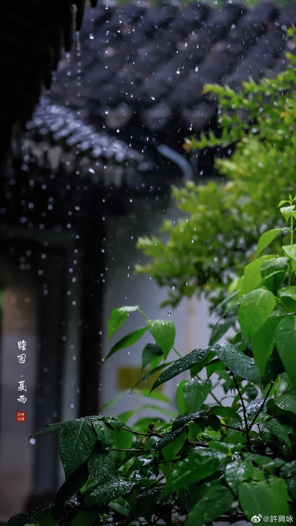 夏雨｜瞻园
听雨眠，一蓑烟雨枕江南。
摄影：@許興咏 #遇见美好时光##就要这young拍# ​​​