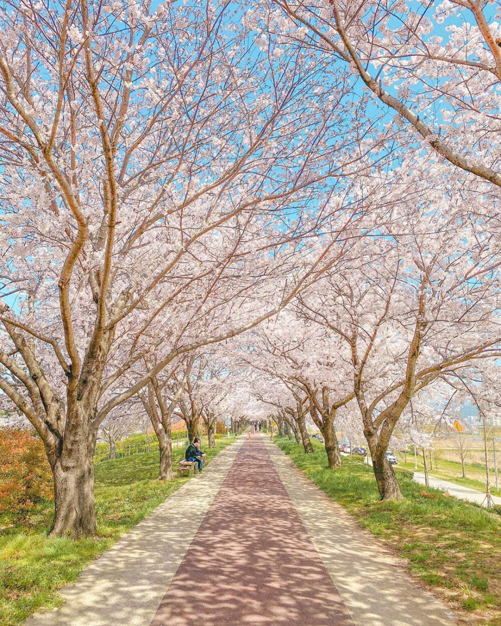 
“天也醉樱花，云脚满蹒跚”
