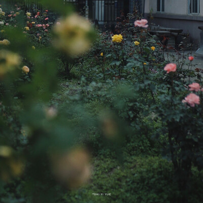 「途径一片花丛」
摄影：@二二的十一月
#hi五月##夏天# ​