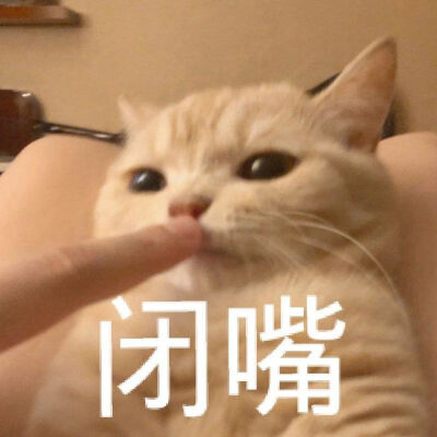 橘猫沙梨表情包