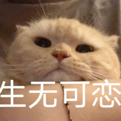 橘猫沙梨表情包