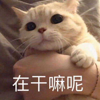 橘猫沙梨表情包