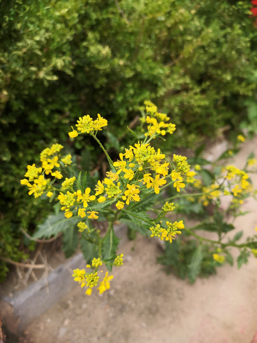 漂亮的小花