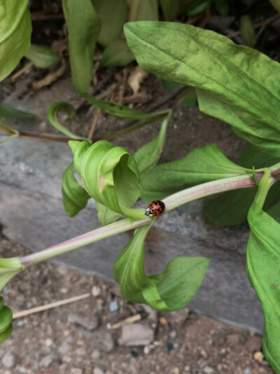 漂亮的小花