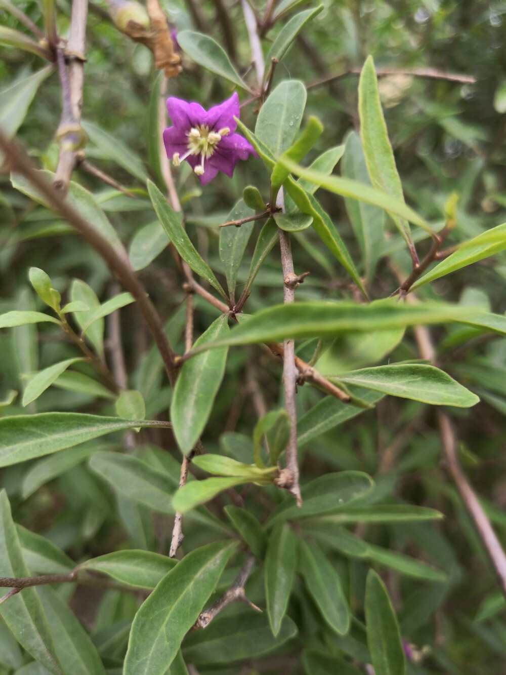 漂亮的小花