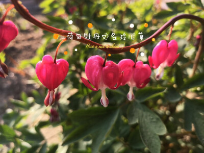 漂亮的小花