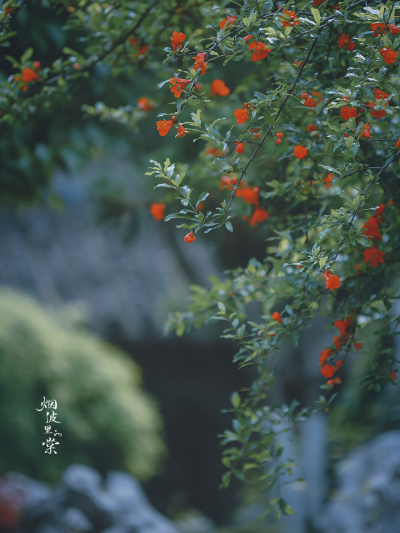 【愚园】cr.烟波里的棠