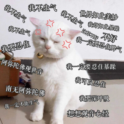 猫咪表情包 可爱