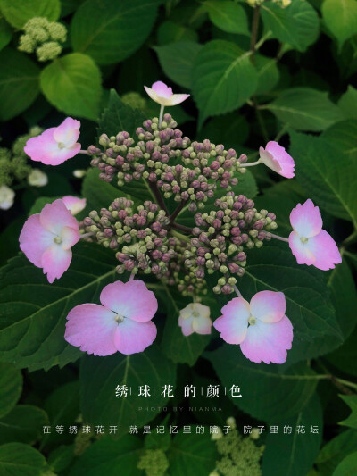 记忆里的院子，院子里的花坛。