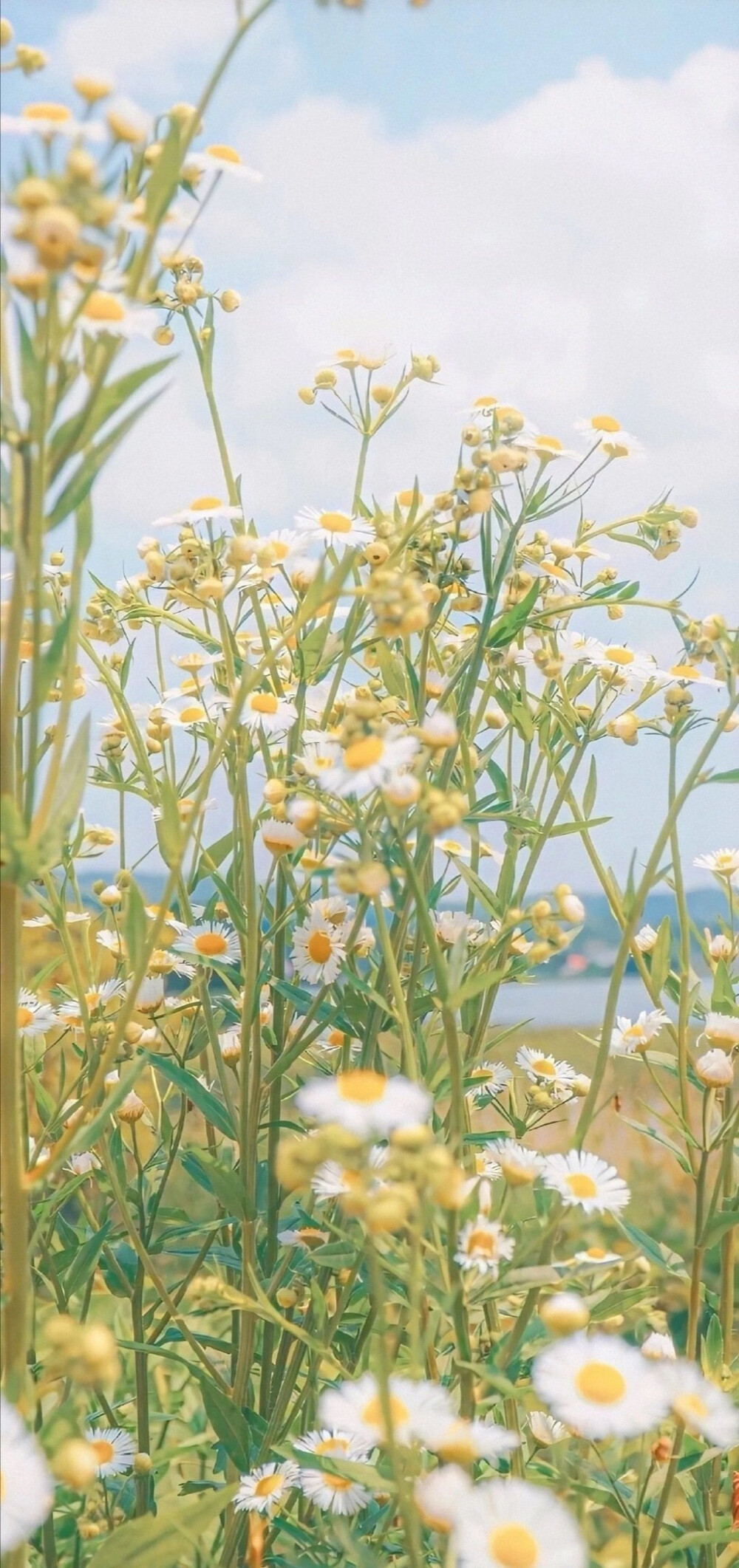 夏日壁纸