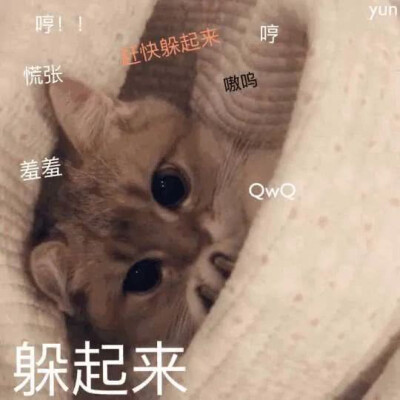 猫猫表情包