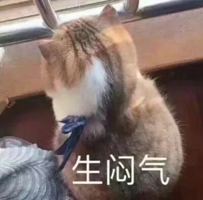 猫猫表情包