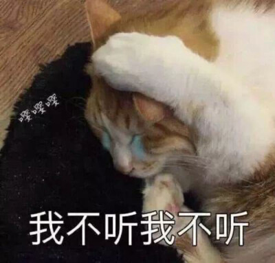 猫猫表情包