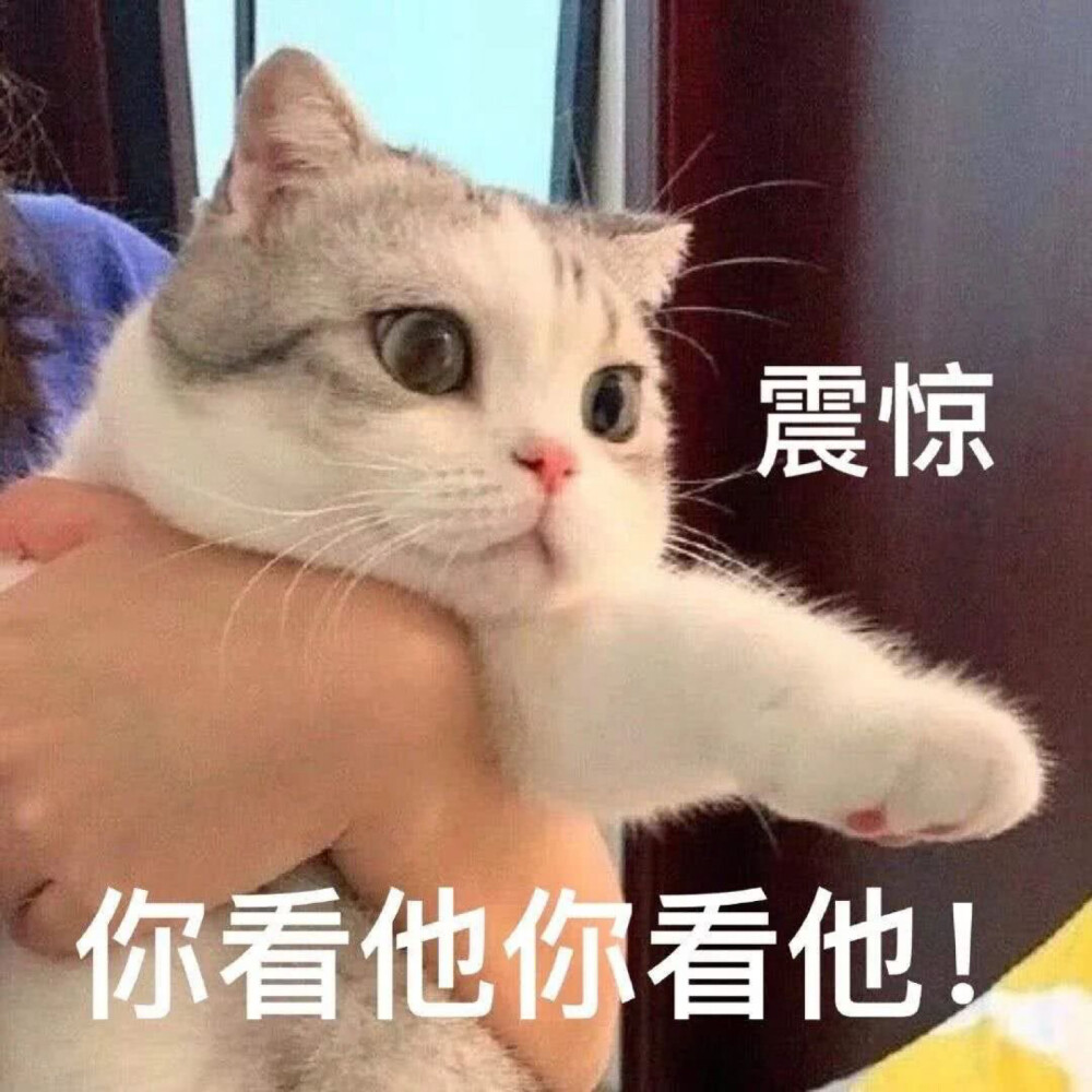 猫猫表情包