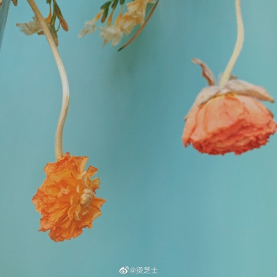 茶靡花事了
微博cr.烫芝士