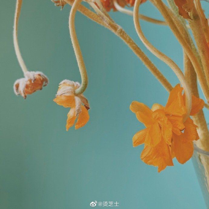 茶靡花事了
微博cr.烫芝士