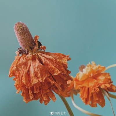 茶靡花事了
微博cr.烫芝士