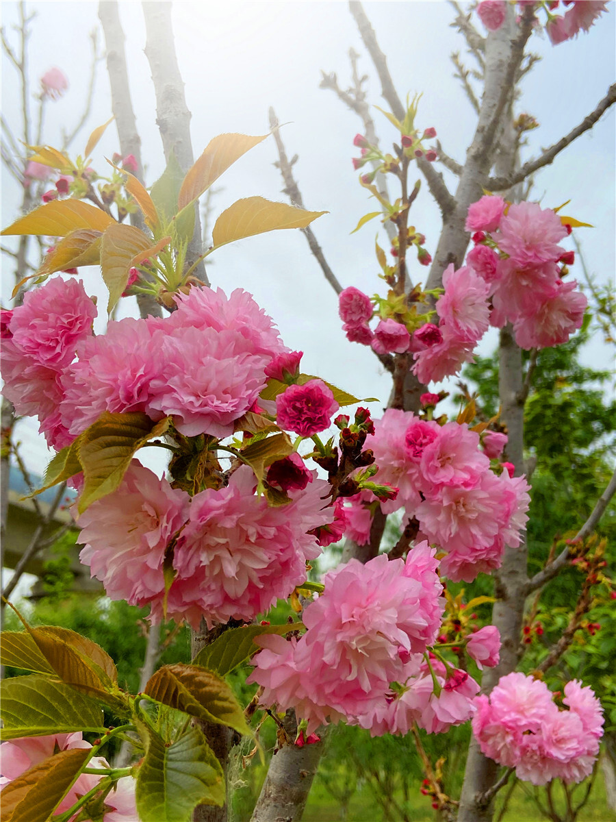 刘勇良手机纪实摄影：樱花