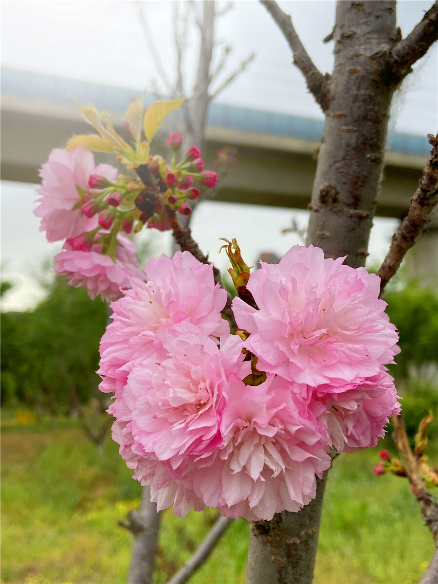 刘勇良手机纪实摄影：樱花