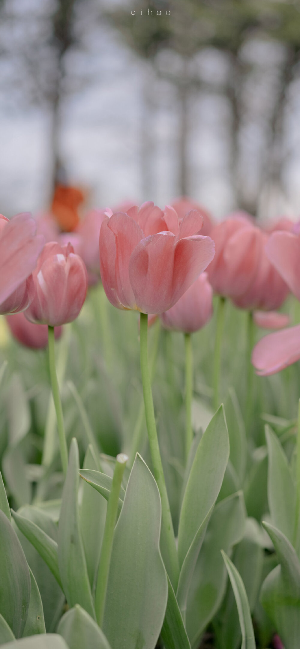 郁金香壁纸图集