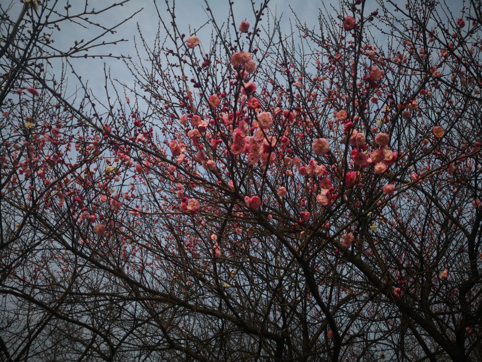 自摄
─曙光
─花开了，你在哪
─暗森林，看见倒影了吗，你又看见我的倒影了吗
─空无的小道
─两道彩虹一道即将逝去，一道依旧还在
─跟随光的脚步走吧
─抬头看看月亮，幸好你不孤独，有路灯陪伴
─
─太阳下山了，你还没来，这么好看的风景你没看到真可惜
