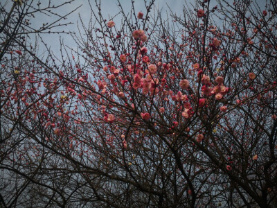 自摄
─曙光
─花开了，你在哪
─暗森林，看见倒影了吗，你又看见我的倒影了吗
─空无的小道
─两道彩虹一道即将逝去，一道依旧还在
─跟随光的脚步走吧
─抬头看看月亮，幸好你不孤独，有路灯陪伴
─
─太阳下山了…