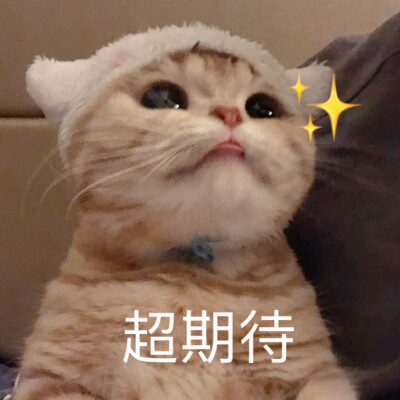 橘猫沙梨