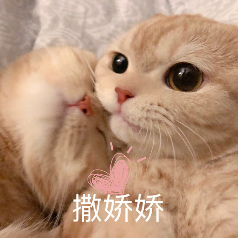 橘猫沙梨