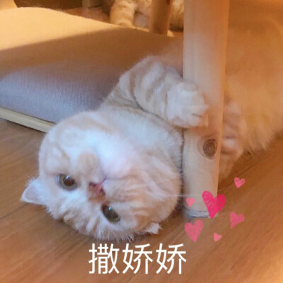 橘猫沙梨