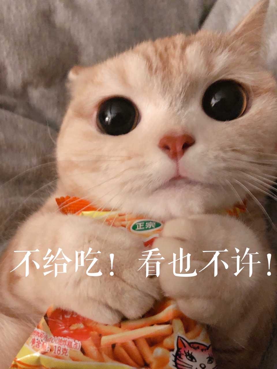 橘猫表情包