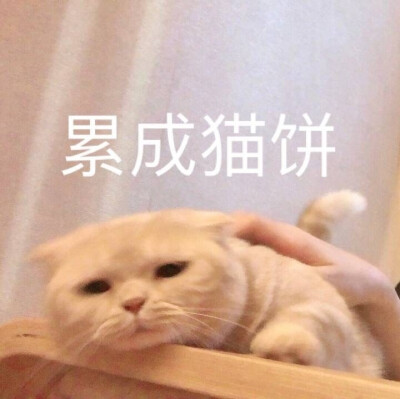 橘猫表情包