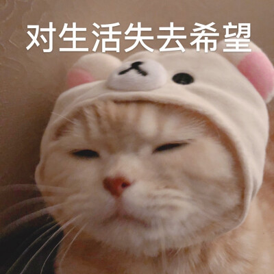 橘猫表情包