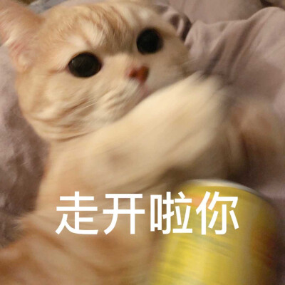 橘猫表情包