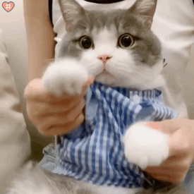 猫咪土豆表情包动图