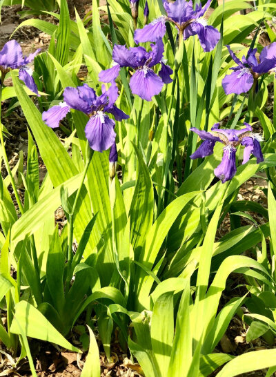 鸢尾花