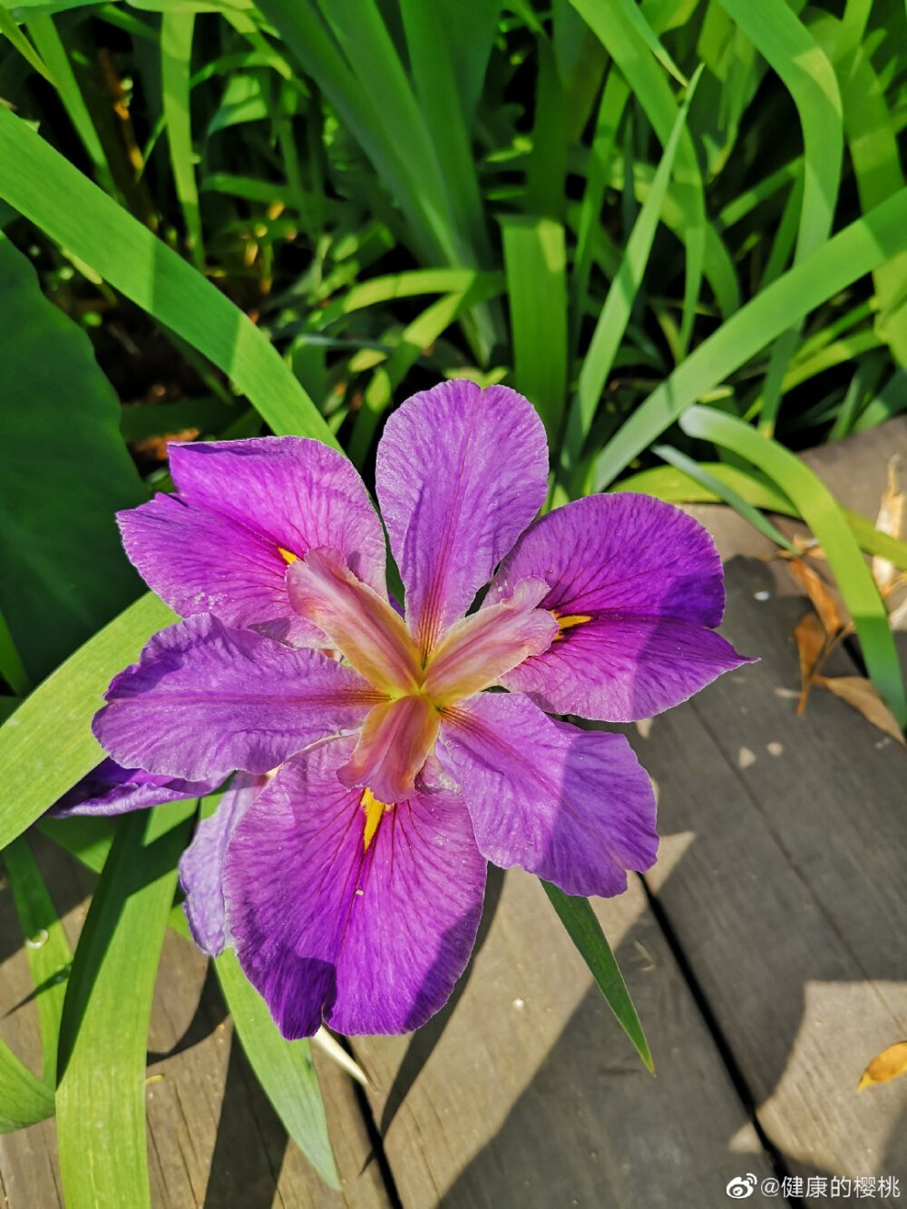 鸢尾花