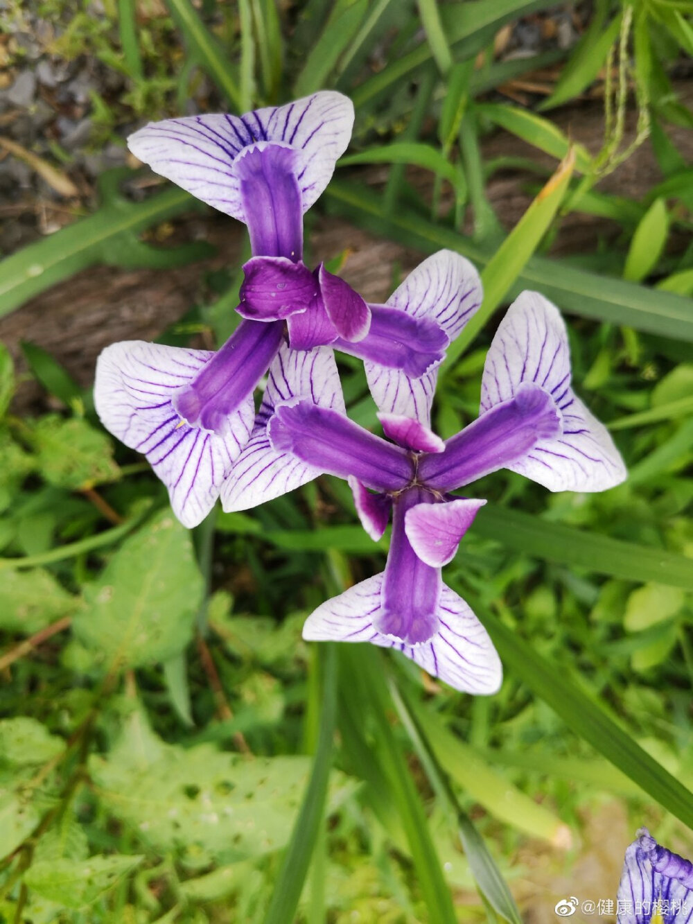 鸢尾花