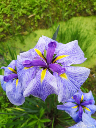 鸢尾花