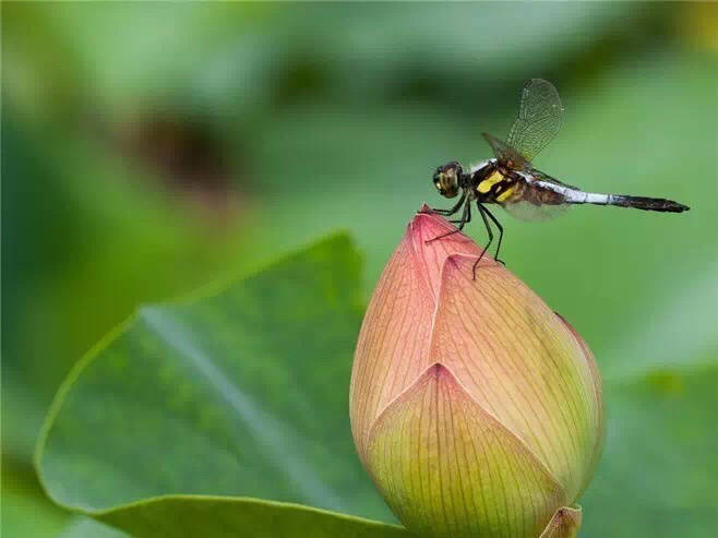 【原创】《太常引·殇魂牵绊》
蝶飞蜂舞觅新香。花容去、泣悲凉。
流水洗残阳。对镜叹、霜匀鬓荒。
竹青梅子，弄弦斟字，砚浅墨浓章。
帘落试红妆。那日靥、堆存故殇。
《画堂春·霞染初夏》
吹飞絮落窗纱，柳丝任意横斜。杜鹃啼血染晨霞，醉了山花。
遣散一怀愁绪，凭添几盏新茶。枝头青杏已参差。翠锦交加。
文/古风精选