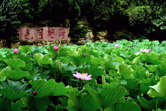 【原创】《唐多令 两阕》
《初夏》
花谢化泥痕，暑风吹走春。翠蒹葭、悄绿乾坤。碧柳枝摇莺婉啭，玉菡萏、满池璘。
望帝令鹃辛，夜深蛙鼓闻。漏滴敲、孤雁惊魂。瑞脑留香心伴月，忽明暗、怨流云。
《丁香》
蕾绽蕊留香，胜红杏海棠。一株株、尽吐芬芳。撩的行人如酒醉，枝摇曳、蝶飞忙。
双燕绕庭梁，佳人无意妆。闷悠悠、谁是情郎？喜鹊敲窗蜂送信，花开处、凤求凰。
文/李国华（@一诗一文 ）
图/最美古风古诗词