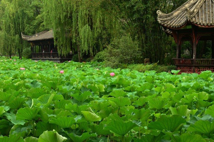 【原创】《唐多令 两阕》
《初夏》
花谢化泥痕，暑风吹走春。翠蒹葭、悄绿乾坤。碧柳枝摇莺婉啭，玉菡萏、满池璘。
望帝令鹃辛，夜深蛙鼓闻。漏滴敲、孤雁惊魂。瑞脑留香心伴月，忽明暗、怨流云。
《丁香》
蕾绽蕊留香，胜红杏海棠。一株株、尽吐芬芳。撩的行人如酒醉，枝摇曳、蝶飞忙。
双燕绕庭梁，佳人无意妆。闷悠悠、谁是情郎？喜鹊敲窗蜂送信，花开处、凤求凰。
文/李国华（@一诗一文 ）
图/最美古风古诗词