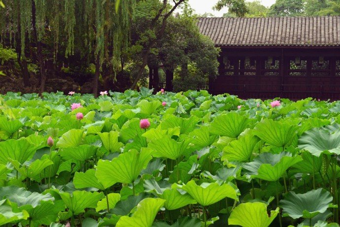 【原创】《唐多令 两阕》
《初夏》
花谢化泥痕，暑风吹走春。翠蒹葭、悄绿乾坤。碧柳枝摇莺婉啭，玉菡萏、满池璘。
望帝令鹃辛，夜深蛙鼓闻。漏滴敲、孤雁惊魂。瑞脑留香心伴月，忽明暗、怨流云。
《丁香》
蕾绽蕊留香，胜红杏海棠。一株株、尽吐芬芳。撩的行人如酒醉，枝摇曳、蝶飞忙。
双燕绕庭梁，佳人无意妆。闷悠悠、谁是情郎？喜鹊敲窗蜂送信，花开处、凤求凰。
文/李国华（@一诗一文 ）
图/最美古风古诗词